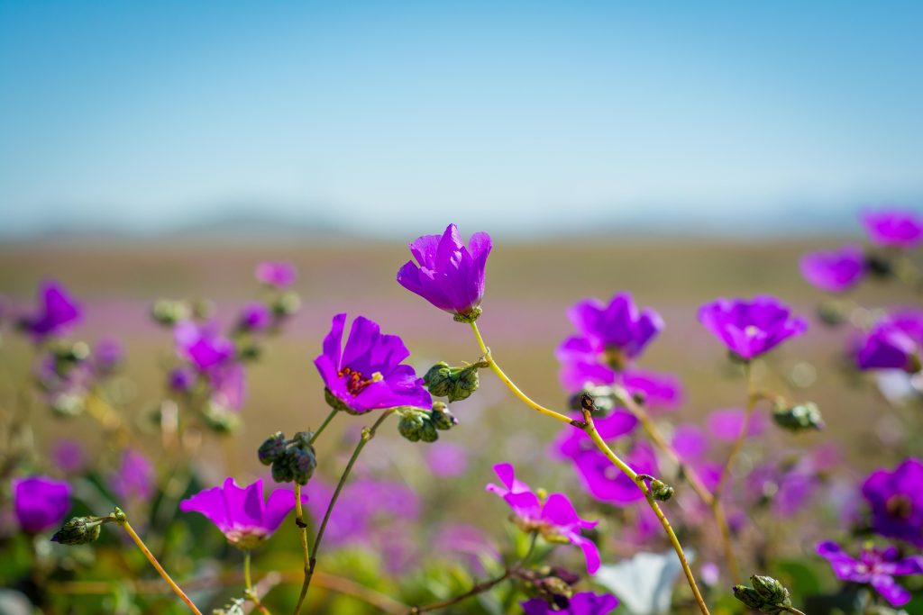 Desierto florido 2018